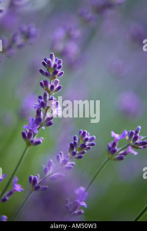 La lavande Lavandula augustifolia dans un jardin de Dorset England UK PR Banque D'Images