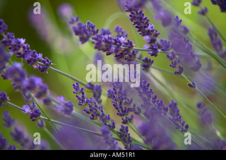 Lavande lavandula angustifolia hidcote dans un jardin de Dorset England UK PR Banque D'Images