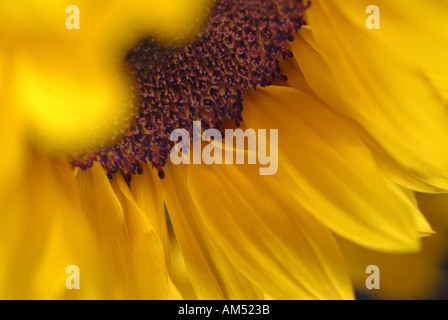 Gros plan d'une fleur de tournesol avec une faible profondeur de champ Banque D'Images