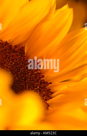 Gros plan d'une fleur de tournesol Banque D'Images