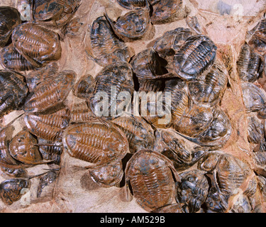 Une grande feuille de rock avec beaucoup de trilobites dans elle. Les Trilobites "trois-ont disparu des lobes arthropodes qui forment la classe Trilobita. Banque D'Images