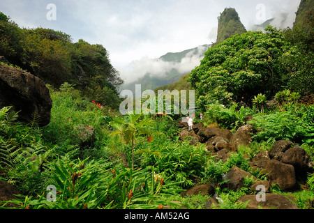 La célèbre l'IAO Needle situé dans l'IAO State Park dans le Montagnes de West Maui Hawaii USA Banque D'Images