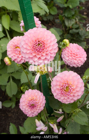 Dahlia Hamari Rose, les plantes dans le jardin clos au Bellahouston Park Glasgow Scotland UK Banque D'Images