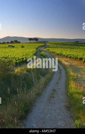 Une piste à travers un vignoble nr Gignac à l'aube de la vallée de l'Hérault Languedoc France NR Banque D'Images