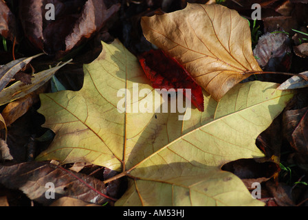 Les feuilles d'automne sur le sol de façon très détaillée les couleurs d'or Banque D'Images