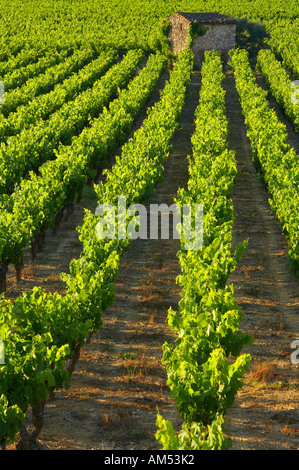 Un vignoble nr Gignac à l'aube de la vallée de l'Hérault Languedoc France NR Banque D'Images