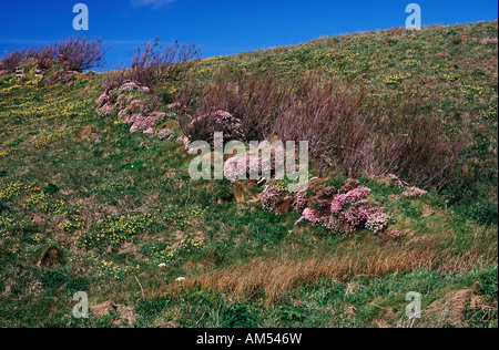 Pink sea thrift croissant sur une falaise en Cornouailles du nord de l'Angleterre Banque D'Images