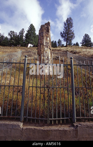 Comité permanent de l'arbre pétrifié Banque D'Images