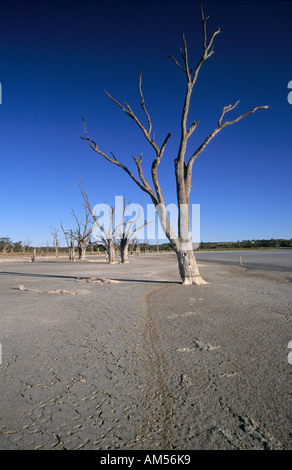 Gomme rouge arbres tués par la hausse de la salinité près de Waikerie Murray RiverlandSouth l'Australie Banque D'Images
