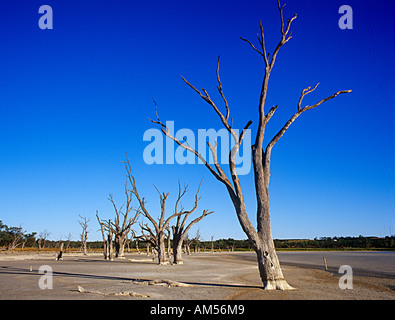 Gomme rouge arbres tués par la hausse de la salinité près de Waikerie Murray RiverlandSouth l'Australie Banque D'Images
