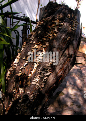 Souche d'arbre couverts de lichens, des plantes d'espèces indicatrices de botanique botanique couverts log souche ancienne nature morte naturelle fermer Banque D'Images