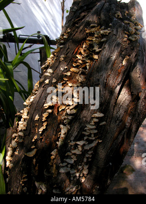 Souche d'arbre couverts de lichens, des plantes d'espèces indicatrices de botanique botanique couverts log souche ancienne nature morte naturelle fermer Banque D'Images