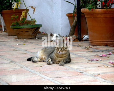 Tabby Cat Tom assis sur un sol carrelé patio méditerranéen alerte portrait couché inclinable Inclinable repos attend d'attente d'attente Banque D'Images