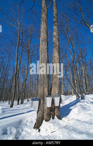 Le Canada, la Province du Québec, Région Montréal, Rigaud, La Sucrerie de la Montagne cabane à sucre Banque D'Images