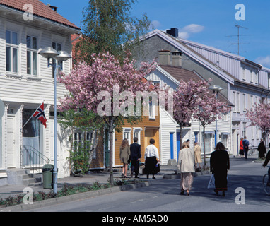 Scène de rue au printemps avec des maisons de bois et de fleur de cerisier, Kristiansand, Vest-Agder, Norvège. Banque D'Images