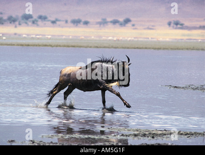 Homme seul de gnous galopant à travers les eaux peu profondes du lac Magadi Ngorongoro Crater Tanzanie Afrique de l'Est Banque D'Images