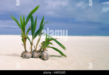 Cocotiers commence à se développer sur leur propre récif tropical island le Aititaki Banque D'Images