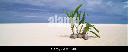 Cocotiers commence à se développer sur leur propre récif tropical island dans Aititaki Banque D'Images