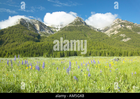 Lupin mauve et des montagnes dans la vallée du centenaire près de Lakeview MT Banque D'Images