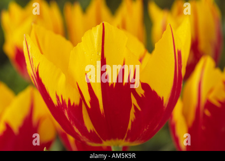 Tulipa 'MMickey Mouse' (Tulip) Seul Début de groupe. Close up of red and yellow tulip. Banque D'Images