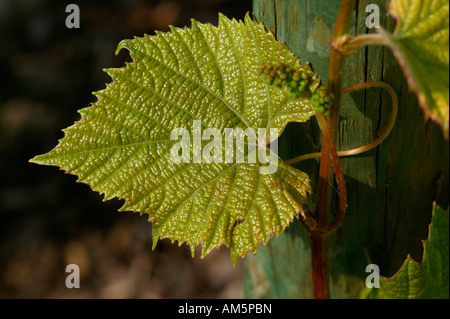 Crimson Glory Vine, Vitis coignetiae, Corée Banque D'Images