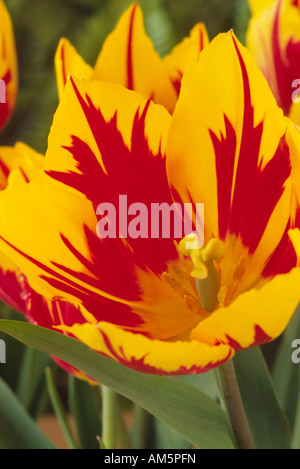 Tulipa 'MMickey Mouse' (Tulip) Seul Début de groupe. Close up of centre de tulipes rouges et jaunes. Banque D'Images