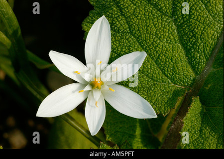 Fleur unique de Star-de-Bethléem, Ornithogalum umbellatum Banque D'Images