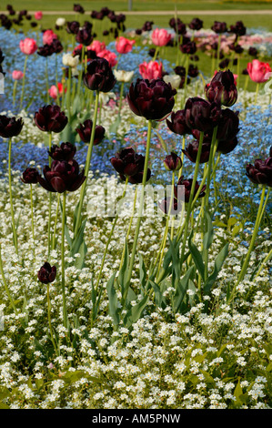 Tulipes noires avec forget-me-nots Banque D'Images