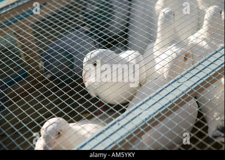 Colombes blanches dans une cage avant une release 1 Décembre 2007 Banque D'Images