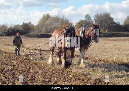 Chevaux Shire au cours d'un labour à Chichester West Sussex Royaume Uni Banque D'Images