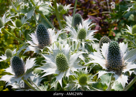 Eryngium Gigantum Miss Willmott's Ghost Sea Holly Banque D'Images