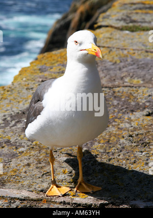 Goéland argenté, la faune maritime sur Skellig Michael, Kerry, Irlande Banque D'Images