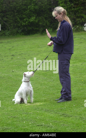 Les trains Femme chien UK Banque D'Images