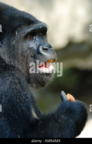 Gorille de plaine de l'ouest (Gorilla gorilla gorilla), homme Banque D'Images