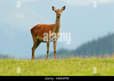 Le chevreuil (Capreolus capreolus) Banque D'Images