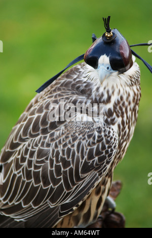 Faucon sacre Falco cherrug) avec bonnet Banque D'Images