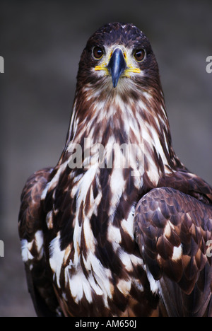 L'Aigle royal (Aquila chrysaetos) Banque D'Images