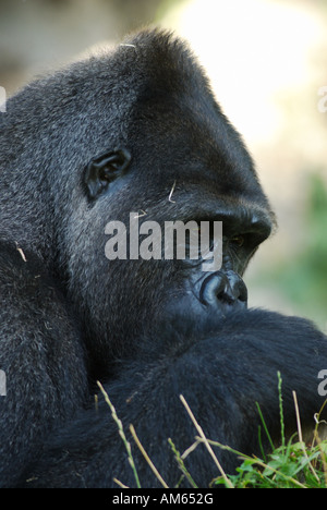 Homme, Gorille de plaine de l'ouest (Gorilla gorilla gorilla) Banque D'Images