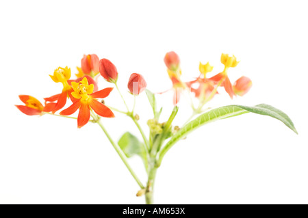 Fleurs de soie (Asclepias curassavica) Banque D'Images