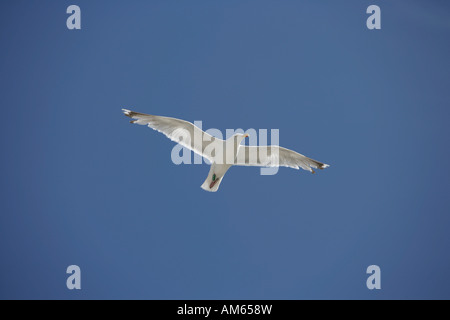 Flying Herring Gull (Larus argentatus) avec jambes annelés Banque D'Images