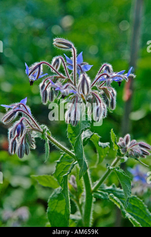 La bourrache (Borago officinalis) avec la rosée du matin Banque D'Images