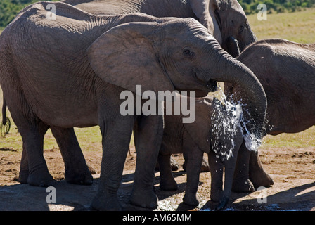 Dans le parc national Addo live plus que trois cents éléphants Elephants-African (Loxodonta africana) sur un trou d'eau au sud Afri Banque D'Images