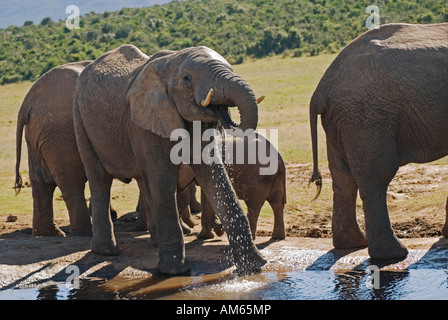 Dans le parc national Addo live plus que trois cents éléphants Elephants-African (Loxodonta africana) sur un trou d'eau au sud Afri Banque D'Images