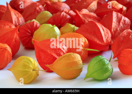 Les calices de Physalis peruviana, Physalis Banque D'Images