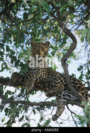 Leopard dans un arbre à Okonjima en Namibie Banque D'Images