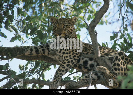 Leopard dans un arbre à Okonjima en Namibie Banque D'Images