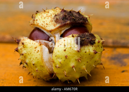 Fraise de la châtaigne Banque D'Images