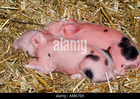 Deux porcs bébé endormi Banque D'Images