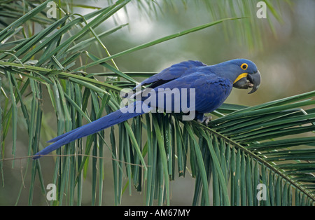 Anodorhynchus hyacinthinus Hyacinth Macaw () Pantanal, Brésil, Amérique du Sud Banque D'Images