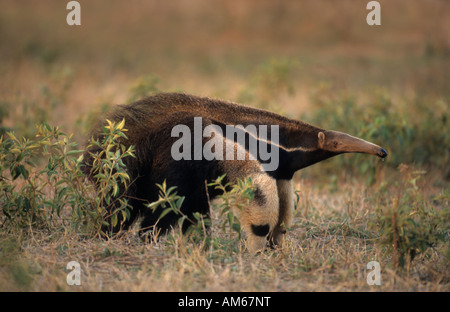 Fourmilier géant (Myrmecophaga tridactyla), Pantanal, Brésil, Amérique du Sud Banque D'Images